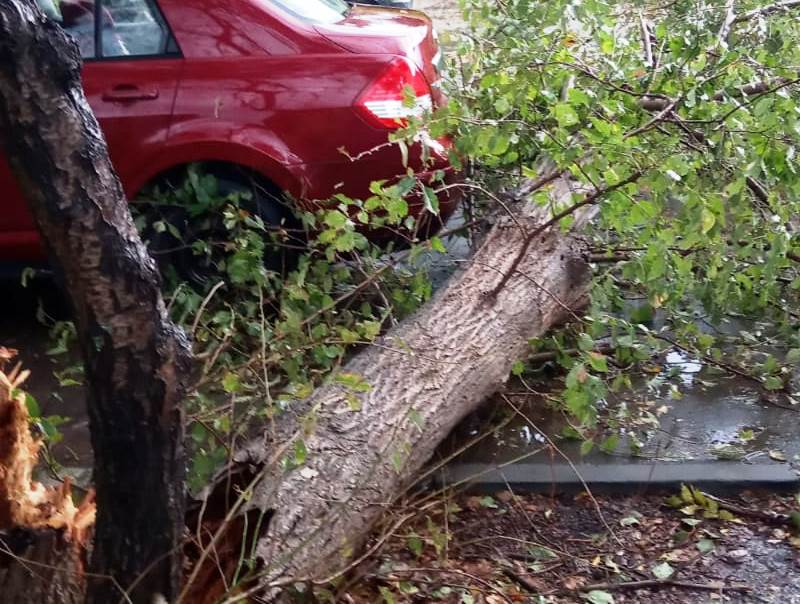 טיפול בעץ שנפל
